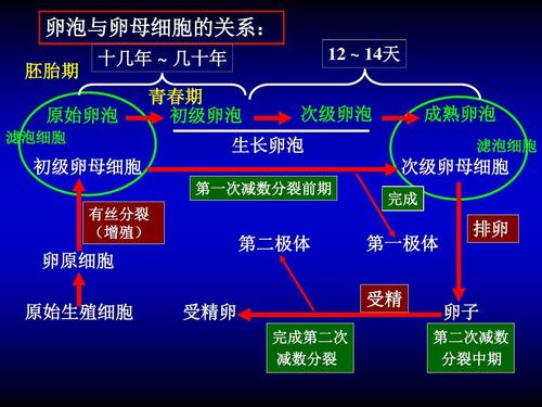 供卵流程是怎样的(供卵流程解析：详细了解供卵流程是怎样的)