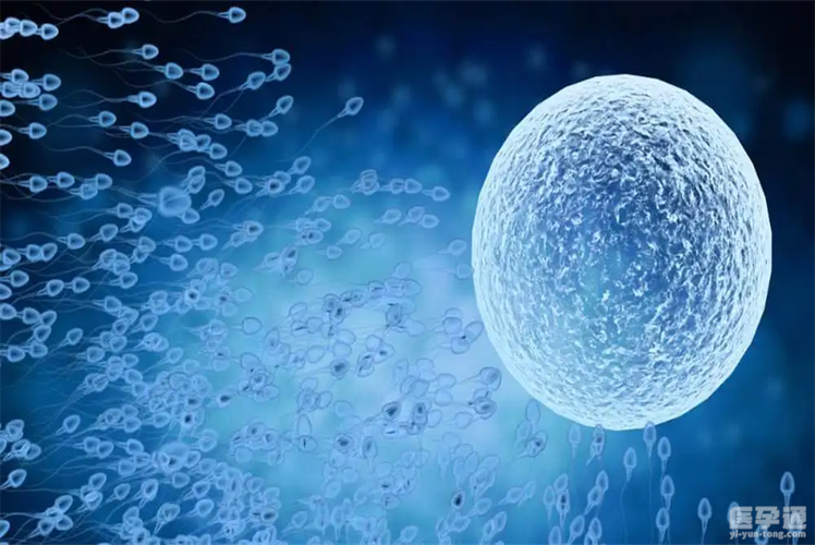 供卵和自卵哪个成功率高_供卵和自卵：哪个成功率更高？