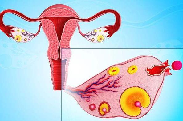 供卵生的孩子法律上认可吗-供卵生孩子的法律认可问题研究