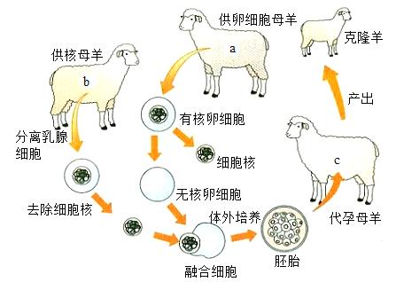 供卵合法的国家(供卵合法国家:新生命的诞生地)