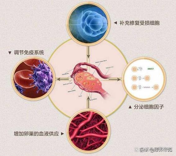 供卵试管代怀的成功率【供卵试管代怀成功率分析及影响因素】