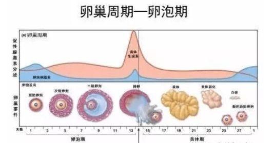 供卵女孩多少基础卵泡数较好【供卵女孩基础卵泡数多少才算较好？】