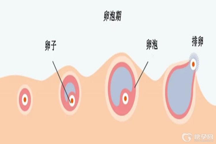 供卵和试管有什么区别(供卵与试管婴儿有什么区别?)